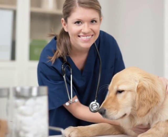Veterinary assistant jobs in edinburgh